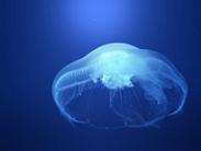 Plato del día: medusa
