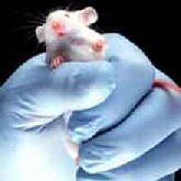 De ratones y hombres: ciencia casera